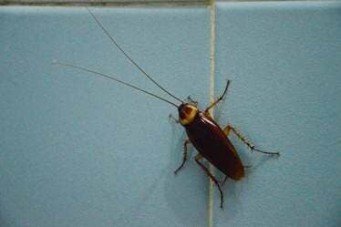 Bug Exterminating Experts in Tucson