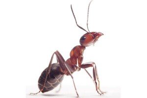 Red Ant — Bug Exterminator in Tuscon, AZ