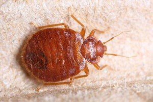 Bed Bug — Bug Exterminator in Tuscon, AZ