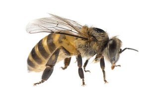 Bee — Bug Exterminator in Tuscon, AZ