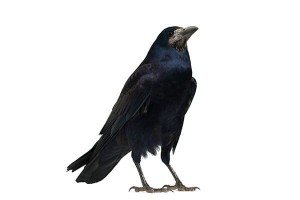 Crow — Bug Exterminator in Tuscon, AZ