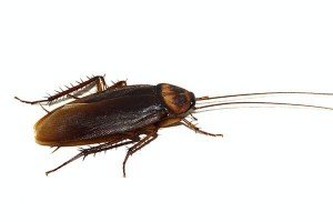 Cockroach — Bug Exterminator in Tuscon, AZ