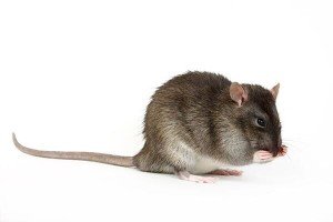 House Rodent — Rodents control  in Tuscon, AZ