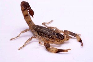 Venomous Scorpion — Bug Exterminator in Tuscon, AZ
