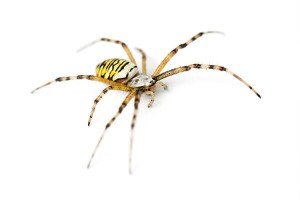 Yellow Stripe Spider — Bug Exterminator in Tuscon AZ