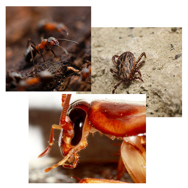 Tucson Pest Management