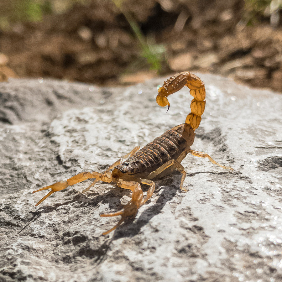 Tucson Scorpion Control
