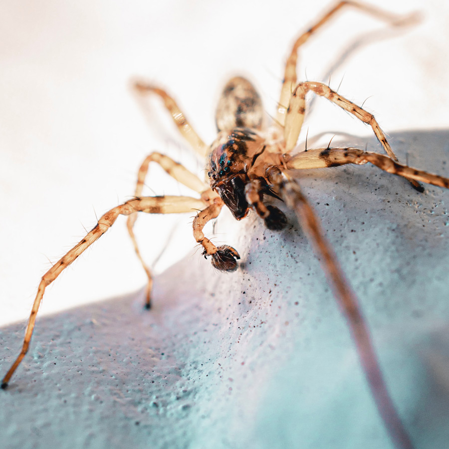 Tucson Spider Control